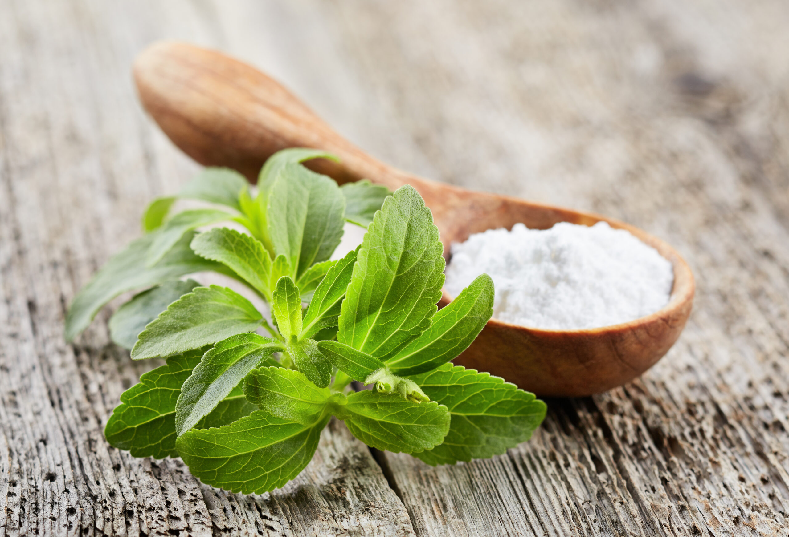 Stevia plant with powder stevia