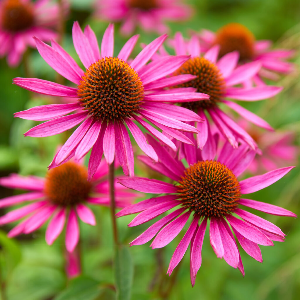 Herbal,Echinacea,Flowers.,Herbal,Echinacea,Or,Coneflower,Flowers,In,A echinacea